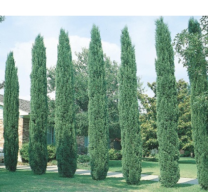 Italian Cypress 15G [Cupressus sempervirens]
