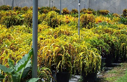 Jamaican Dreadlock Croton 3G [Codiaeum variegatum]