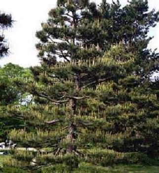 Japanese Black Pine 15G []