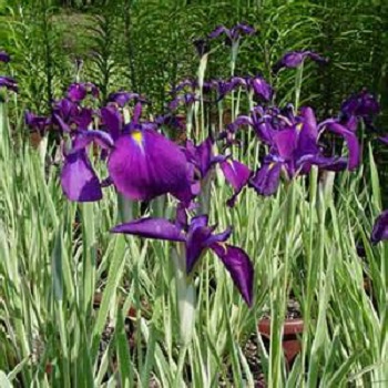 Japanese Iris Varigated 1G [Iris ensata 'Variegata']