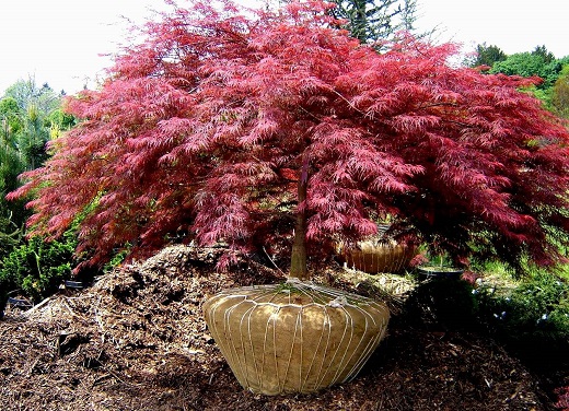 Japanese Red Maple 5-6' ht []