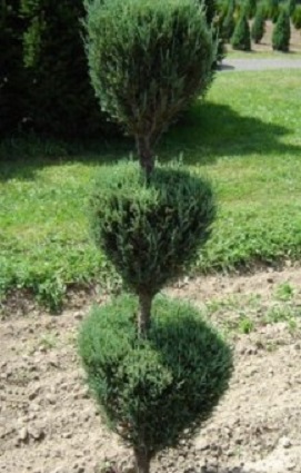 Juniper Topiary 3 Ball 7G []