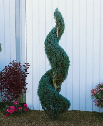Juniper Topiary Spiral 10G []