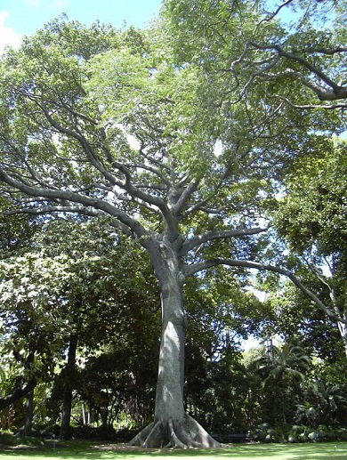 Kapok Tree 15G []