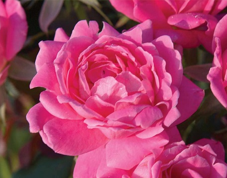 Knock Out Rose STD 5G [Rosa "Double Pink"]