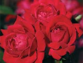 Knock Out Rose STD 7G [Rosa "Double Red"]