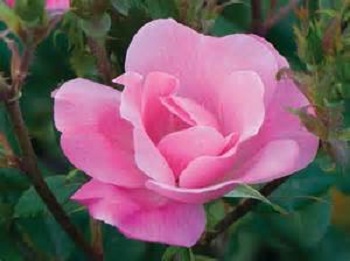 Knock Out Rose 7G [Rosa "Pink"]