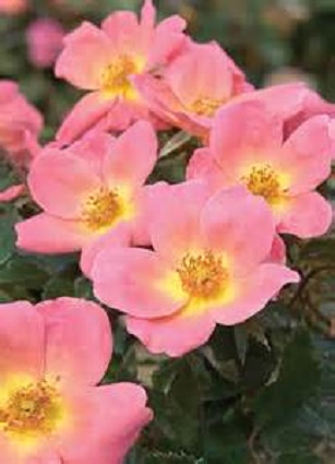 Knock Out Rose 1G [Rosa '"Rainbow"]