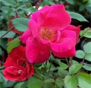 Knock Out Rose  7G [Rosa "Red"]
