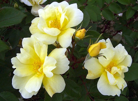 Knock Out Rose 1G [Rosa "Sunny Yellow"]