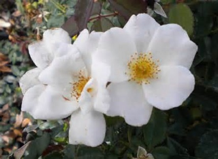 Knock Out Rose 3G [Rosa "White Out"]
