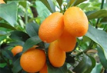 Kumquat 30G [Prepayment Required]