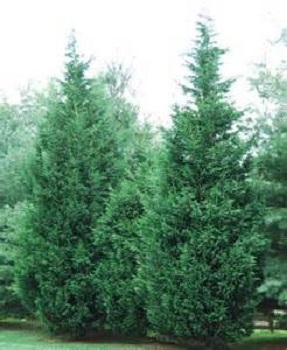 Leylandii Cypress B&B 10-12' [x Cupressocyparis leylandii]