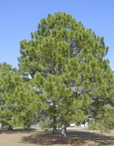 Loblolly Pine 3G []
