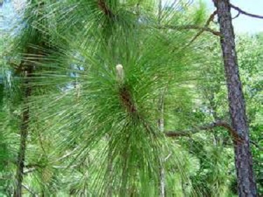 Longleaf Pine 1G []