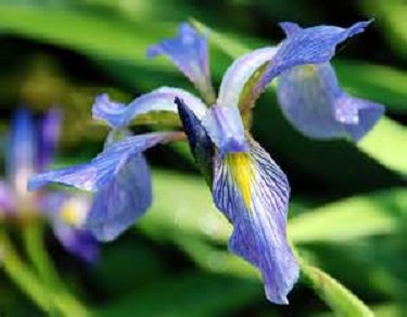 Louisiana Blue Flag Iris 1G []