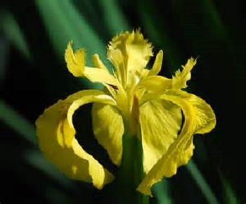 Louisiana Yellow Flag Iris [1G]
