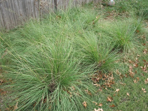 Love Grass 3G [Eragrostis Spp.]