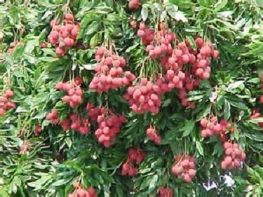 Lychee Nut Tree 3G [Lichi chinensis]