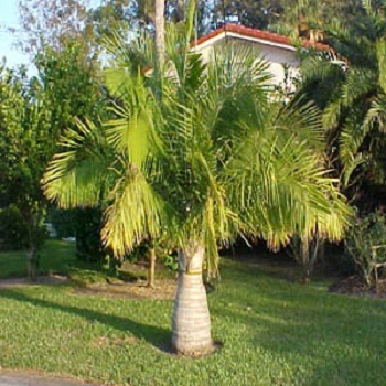 pruning queen palm trees, 35801 Huntsville AL