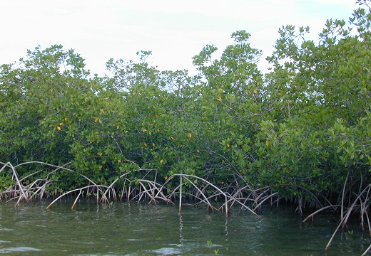 Mangrove Red 1G []