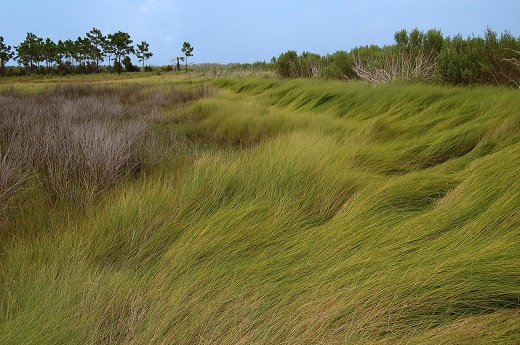 Marsh Hay Cordgrass 3G [Salt Grass]