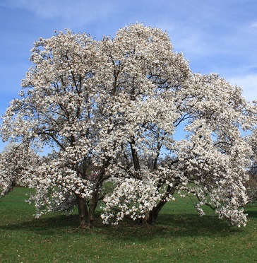 Merrill Magnolia 25G [Magnolia x loebneri]