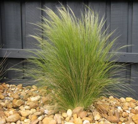 Mexican Feather Grass 1G [Stipa tenuissima]