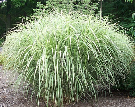 Miscanthus Grass Var. 3G []