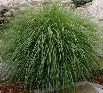 Miscanthus Grass 1G []