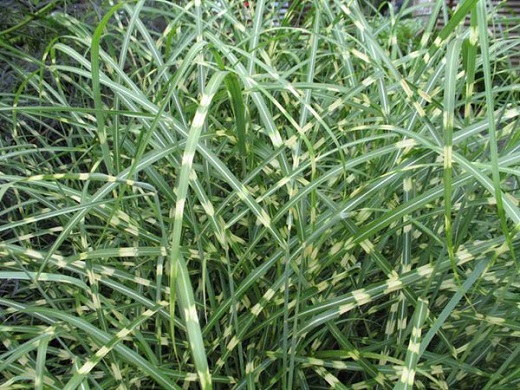 Miscanthus Sinensis Zebrinus [3G ZEBRA GRASS]