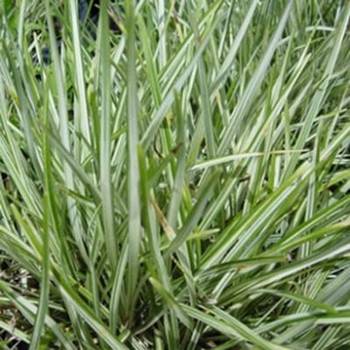 Mondo Grass Varigated 1G []