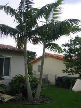 Montgomery Palm Double [12'ht]