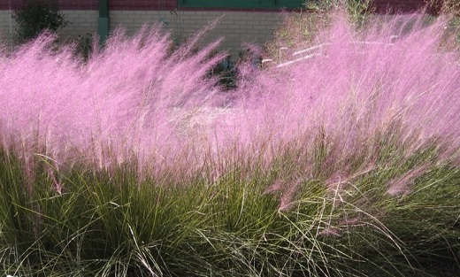 Muhley Grass Bare Root []