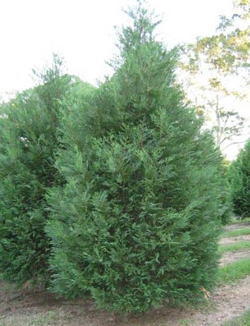 Murray Cypress 12' [Callitris glaucophylla]