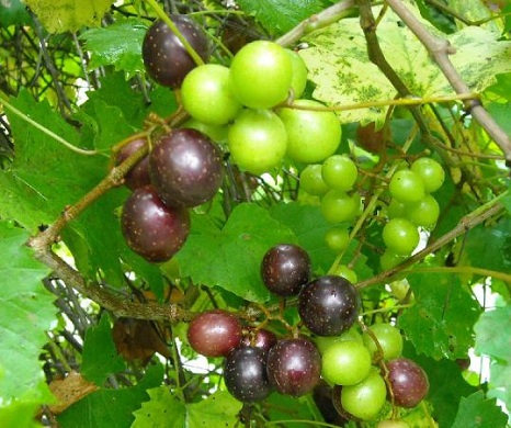 Muscadine Varieties 3G [Grape Vines]