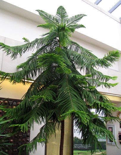 Norfolk Island Pine 7G [Araucaria Heterophylla]