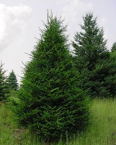 Norway Spruce 6' [Picea abies]