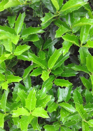 Oak Leaf Holly 30G []