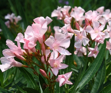 Oleander Bush Ice Pink 3G []