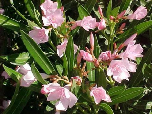 Oleander Bush Petite Pink 1G []
