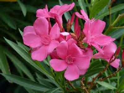 Oleander Bush Pink 7G []