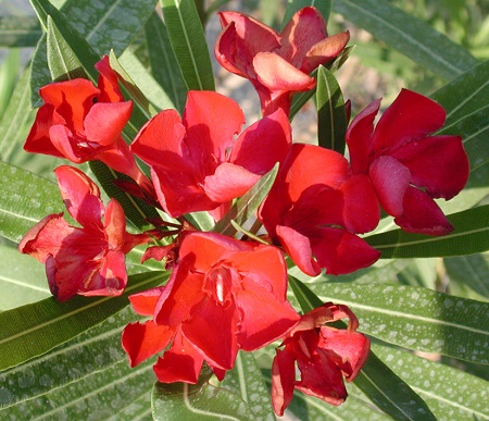 Oleander Bush Red 1G []