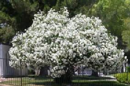 Oleander Standard White 15G []