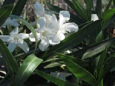 Oleander Bush White 30G []