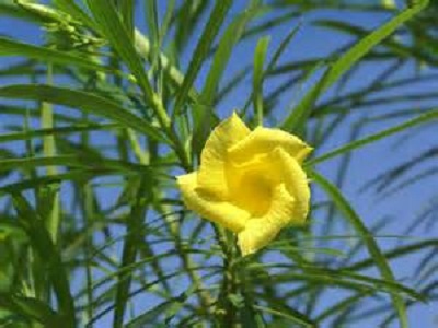 Oleander Bush Yellow 3G []