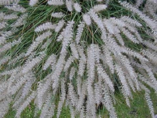 Oriental Fountain Grass 1G [Pennisetum orientale]
