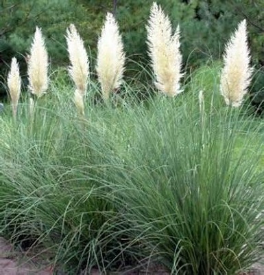 Pampass Grass Dwarf 1G []