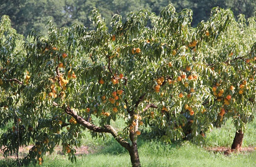 Peach Tree 3G [Prunus persica Florida Bell]