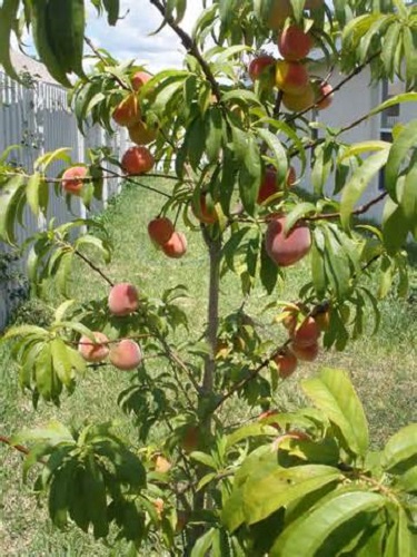 Peach Tree Tropic Beauty 30G []